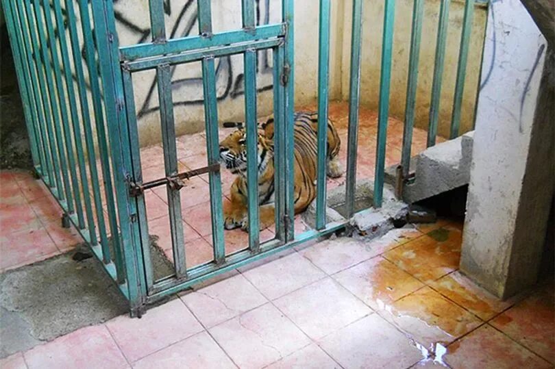 Caged up