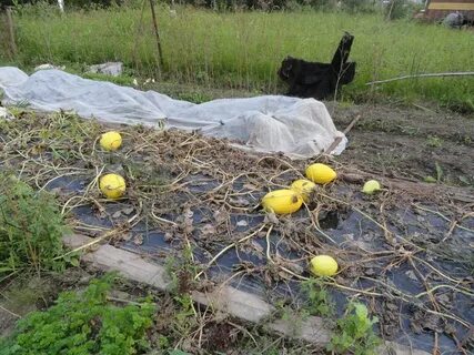 Дыни для подмосковья открытый грунт
