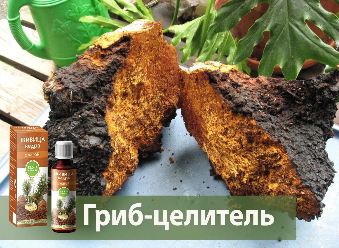 Для чего используется чага. Чага (березовый гриб). чага березовая паразит. берёзовый гриб чага и трутовик. чага целебная.