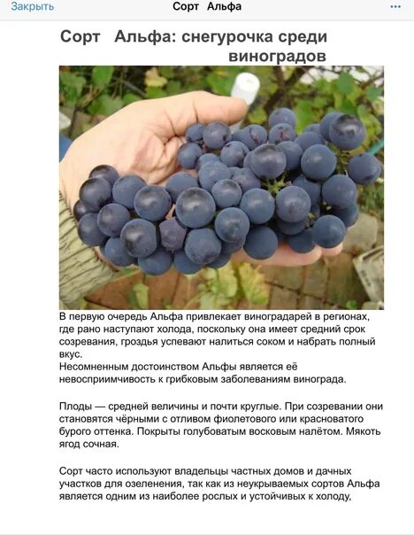 Виноград Альфа 2х литровый контейнер Саженцы плодовые разное. Плодово-ягодные лу