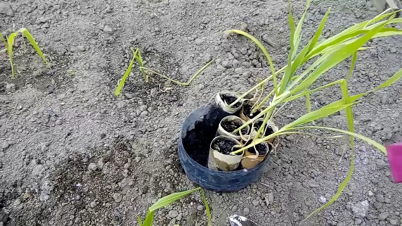 Когда садить кукурузу. Пикирование кукурузы. саженцы кукурузы. сажаем кукурузу в открытый грунт. высадка рассады кукурузы в грунт.