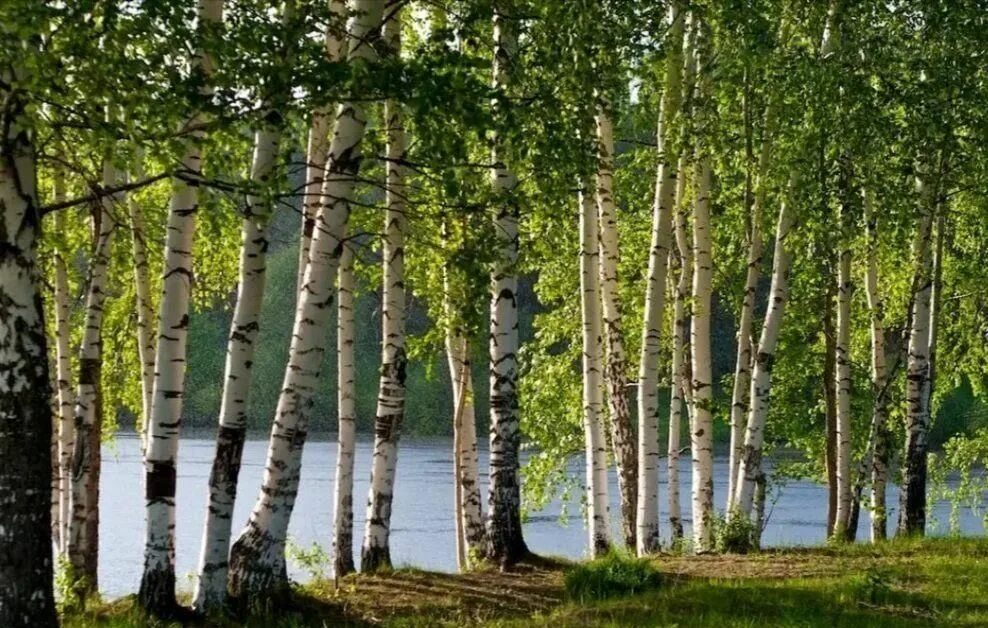 Березовый лесок