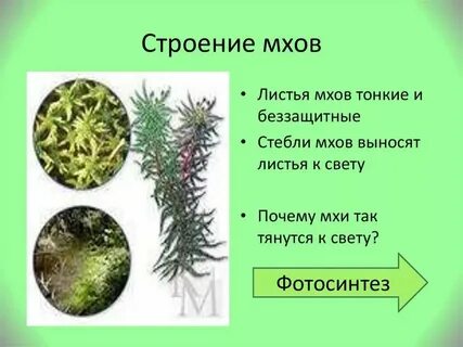 У мхов есть органы корень стебель листья