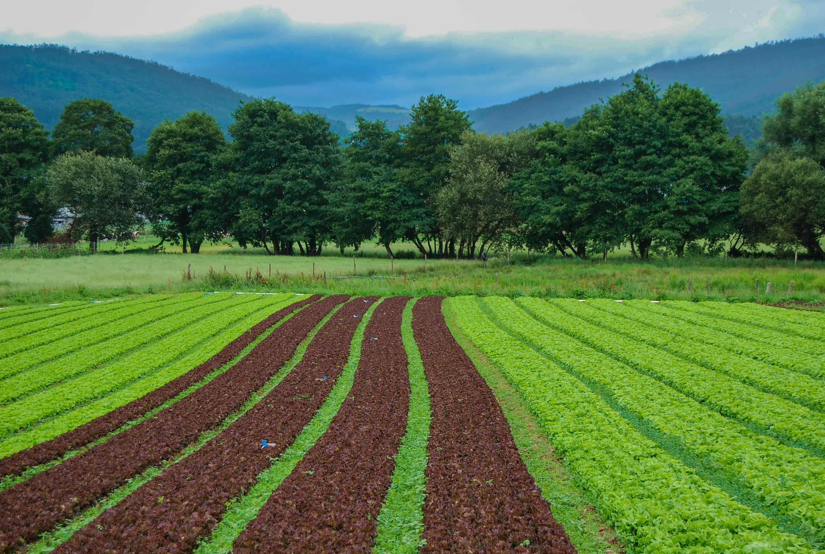 Natural farming. Органическое земледелие. Органическое сельское хозяйство. Поле сельское хозяйство. Экологичное земледелие.