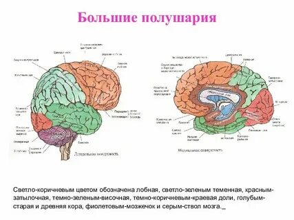 Строение и функции головного мозга кратко конспект