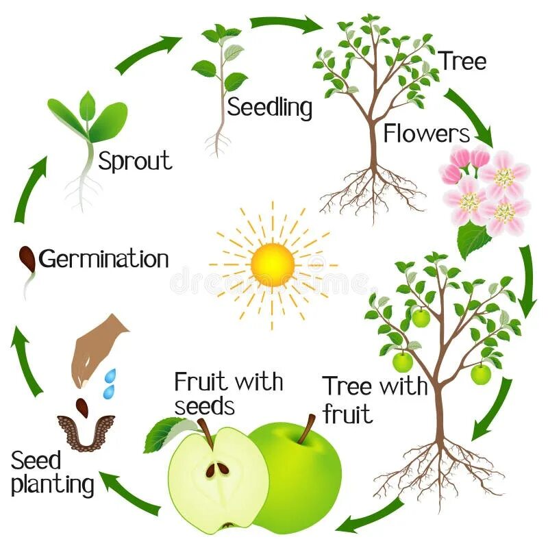 Жизненный цикл яблони. Цикл роста яблони. Жизненный цикл яблони 4. Жизненный цикл растений 2 класс яблони. Развитие яблони