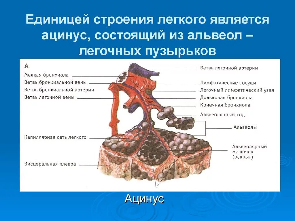 Что является структурно функциональной единицей легкого. Структурно функциональная единица легкого ацинус. ацинус это структурно-функциональная единица. легочный ацинус строение. легочный ацинус структурно-функциональная единица легких.