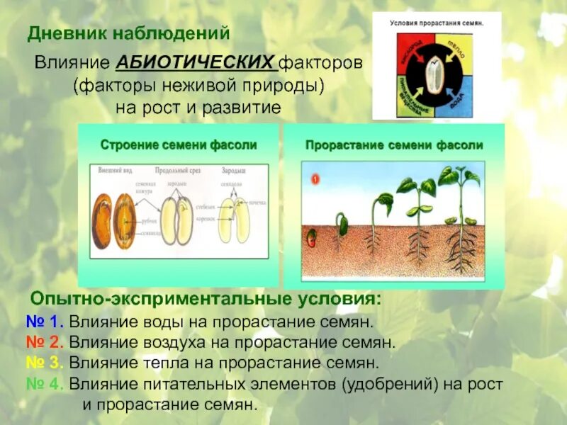 Как влияет температура воздуха на прорастание семян. Влияние воздуха на прорастание семян. условия прорастания семян. факторы прорастания семян. влияние внешних факторов на прорастание семян.