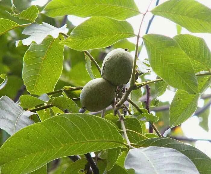 Листья плодовых. Орех грецкий (Juglans Regia). Плоды грецкого ореха на дереве. Листья ореха. Дикий орех дерево.
