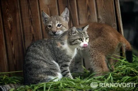 Домашние кошки видео