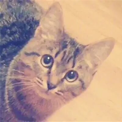 Кот 26 лет. Кот 26 лет