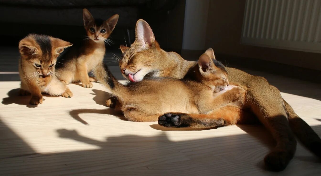 Инстинкт котов. Абиссинская кошка. Абиссинские котята. Котенок абиссинец. Абиссинская порода кошек котята.