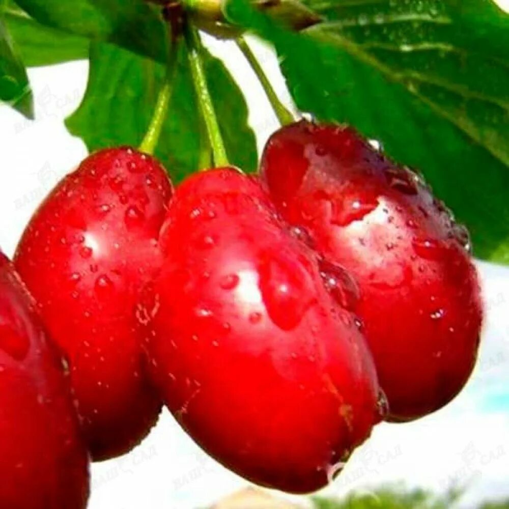 Сорт сливы светлячок. Кизил обыкновенный. Слива домашняя яхонтовая. Сорт светлячок. Слива колоновидная желтая медовая.