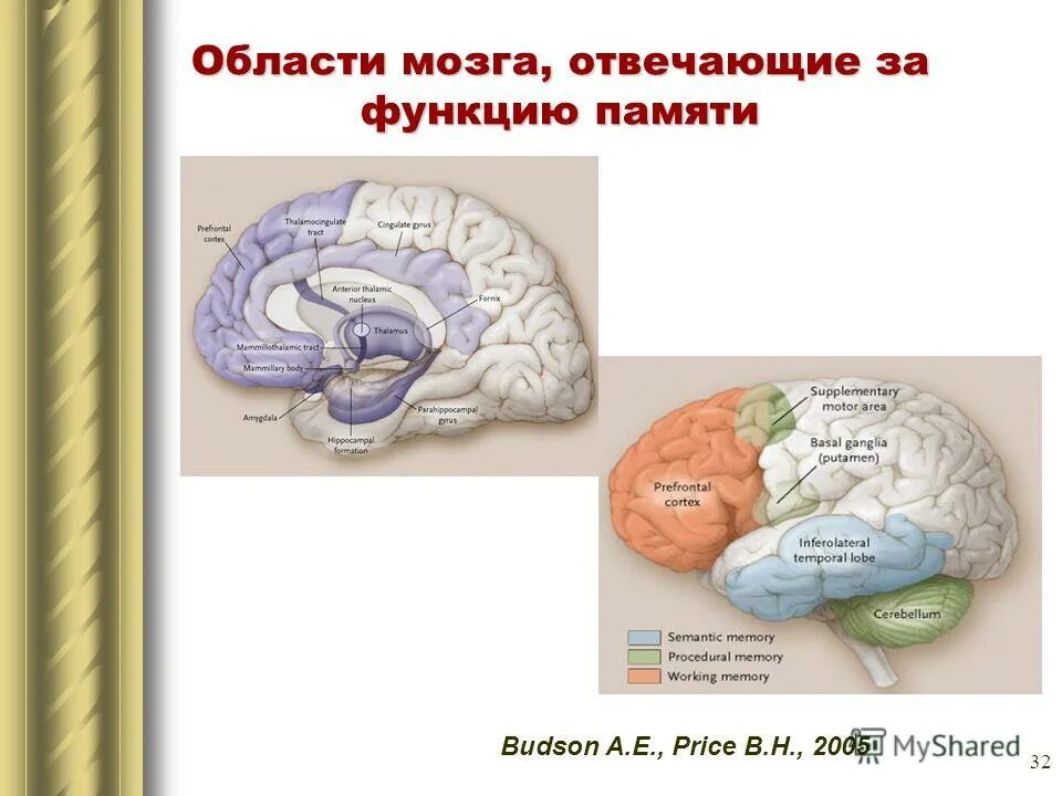 Память функция мозга. Структуры головного мозга отвечающие за память. Зона памяти в головном мозге. Часть мозга отвечающая за память. Участки мозга участвующие в процессах памяти.