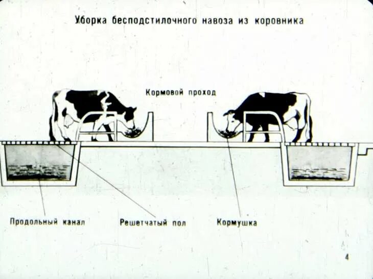 Поточно-Цеховая система производства молока. Схема поточно-цеховой системы производства молока. Поточно Цеховая система КРС. Поточно Цеховая система содержания КРС. Читать краткое содержание корова