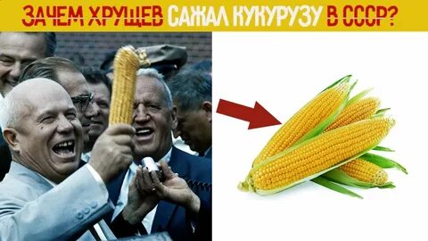 Хрущев и кукуруза