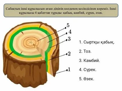 Лесбиянкалық әжені онлайн көру