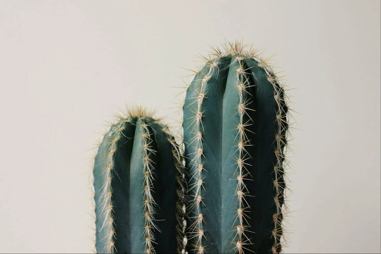 Cactus dg. Кактус Сканди. Кактус Эстетика. Эстетичные кактусы. Кактус на белом фоне.