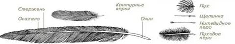 Сравните контурное и пуховое перо размеры