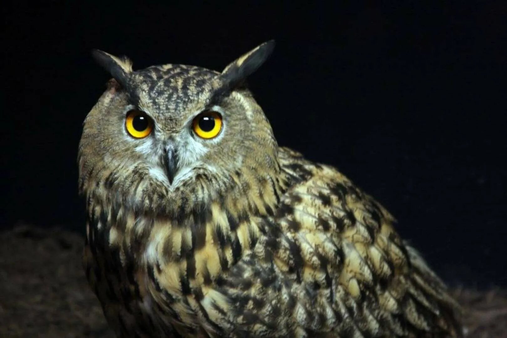 Птицы которые охотятся ночью. Европейский Филин (Bubo Bubo). Филин Bubo Bubo Linnaeus, 1758. Полярная ушастая Сова. Филин (the Owl) 1991.