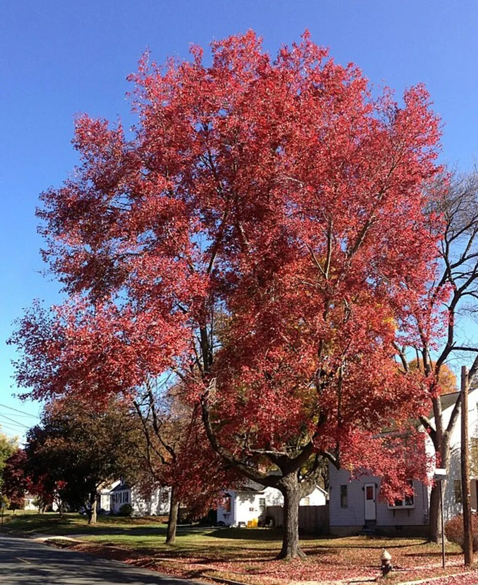 Клен красный Acer rubrum. Клён канадский краснолистный. Acer rubrum клен. Клен красный Брендивайн.