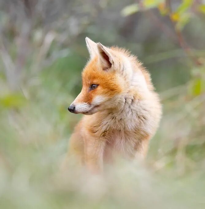 Kit fox. Лисий олень. Cute Fox 225. Kit Fox животное. Fox Suru Green.