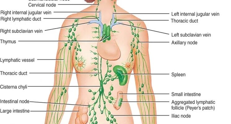 Лимфатическая система лимфоузлы. Лимфатическая система женщины схема. Лимфоузлы на теле человека схема. Лимфатические узлы анатомия расположение. Лимфоузлы на теле женщины схема