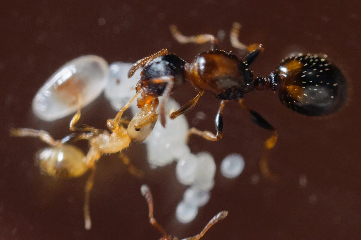 муравьи с крылышками. Ant he. Ant he. муравьи трудятся. огромные лесные муравьи.