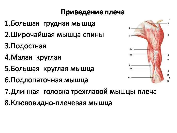 Мышцы приводящие в движение. Отведение плечевого сустава мышцы. Мышцы участвующие в приведении плеча. Приведение плеча мышцы. Мышцы выполняющие отведение плеча.