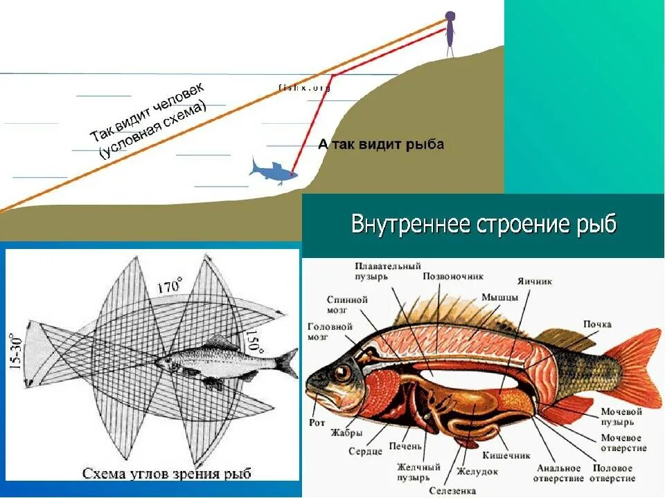 Рыба видит приманку. Угол зрения рыб. Как видят рыбы. Рыбы различают цвета. Цветовое зрение у рыб.