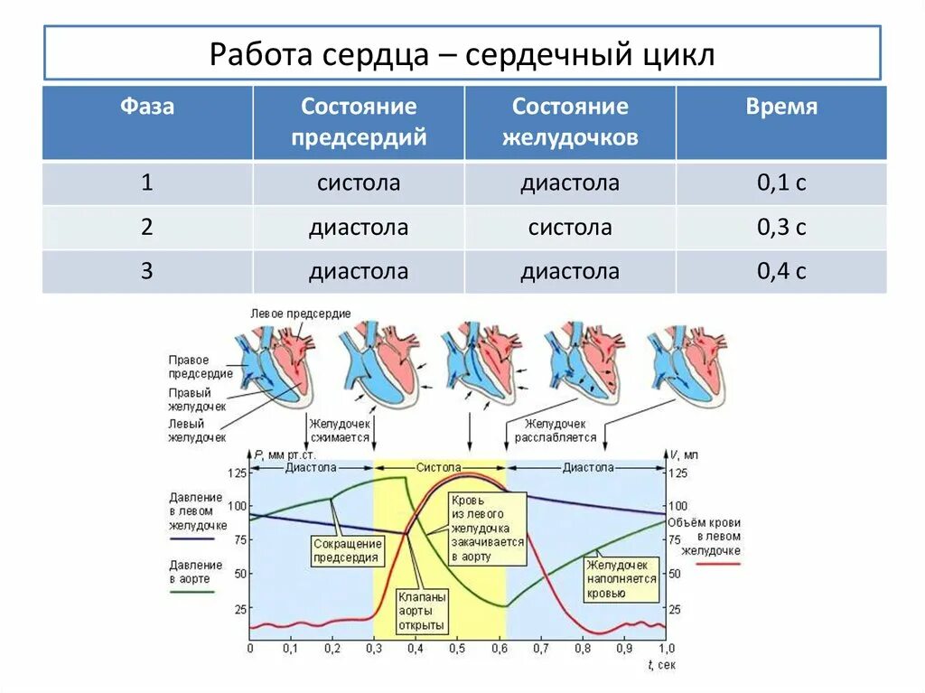 Сердечный цикл сердца диастола. Периоды систолы и диастолы желудочков. Систола и диастола сердца анатомия. Диастола желудочков сердца.