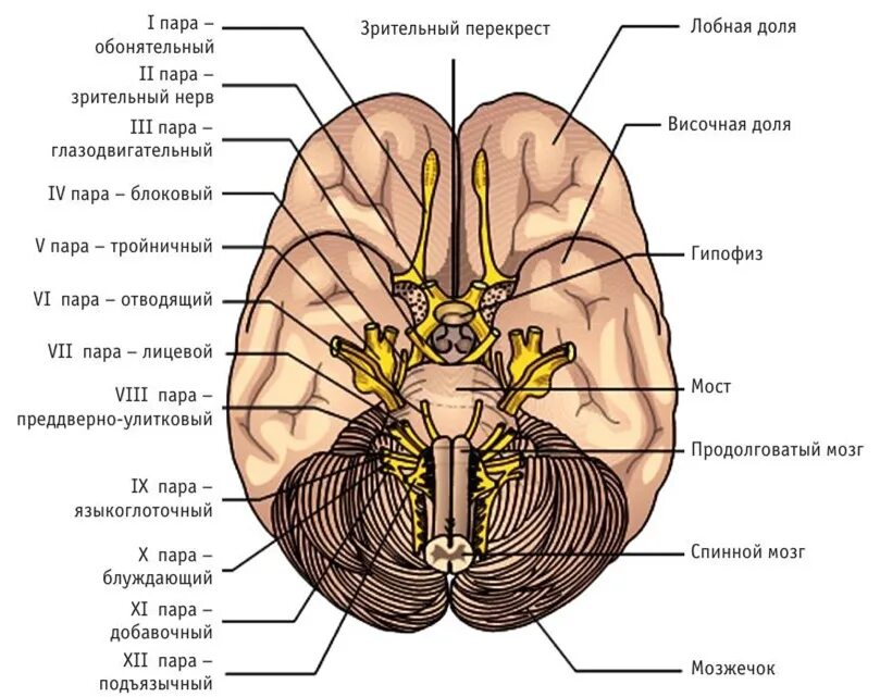 Черепно-мозговые нервы 12. Корешки черепно-мозговых нервов. 12 Черепно мозговых нервов анатомия. 12 Пар черепно мозговых нервов. Расположение черепных нервов