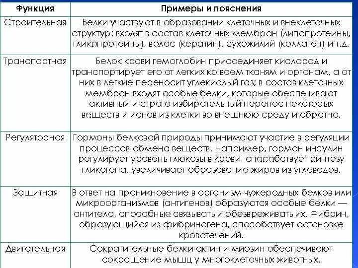 Какие функции белков жиров и углеводов. Строительная функция белка примеры. Углеводы и их функции таблица. Функции белков с примерами. Функции белков примеры и пояснения.