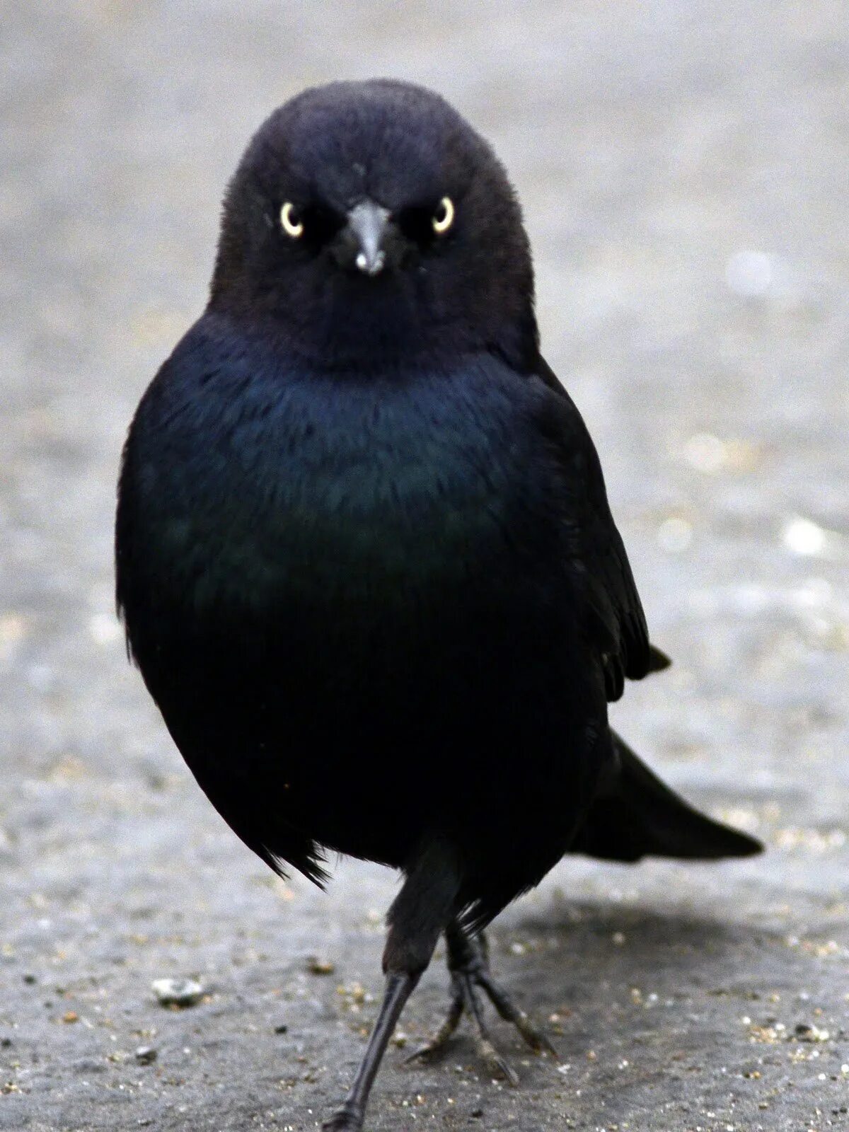Виды темных птиц. Дрозд меланист. Белогрудый голубь. Черная птица. Маленькая черная птичка.