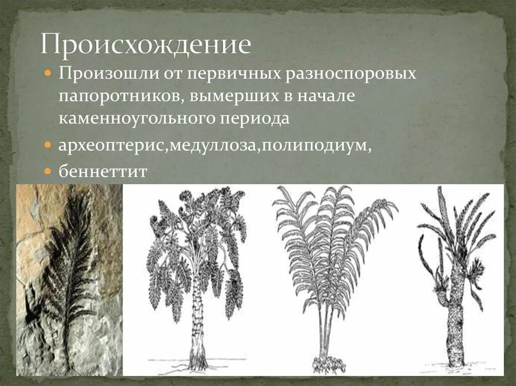 Вымершие сменные пароротники. Голосеменные растения папоротник. Палеозойские семенные папоротники. Происхождение голосеменных растений.