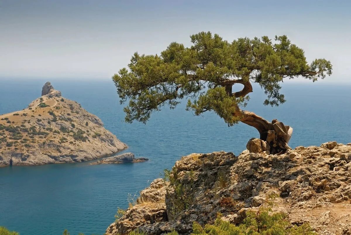 Чинара у черного моря. Сосны на скалах. Дерево на скале. Природа Крыма разнообразна. Чинара на скале