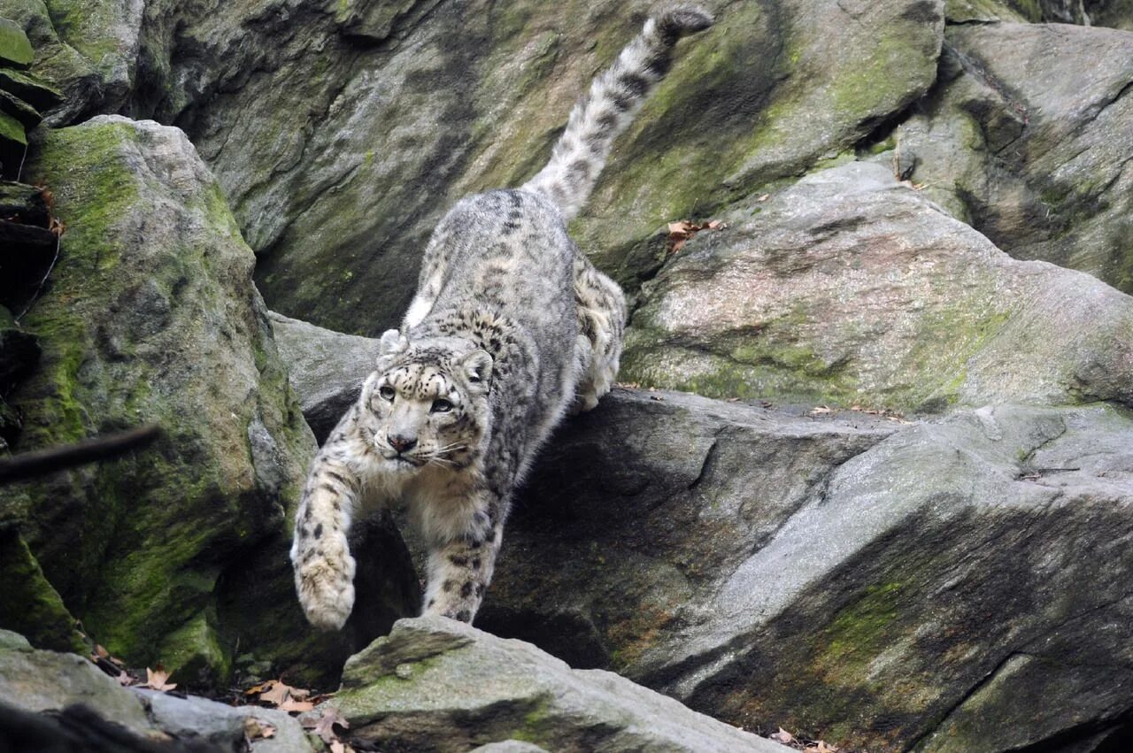 На какую длину способен прыгнуть снежный барс. - Снежный Барс (Panthera uncia. Снежный Барс Северная Осетия Фиагдон. Зеркальный Барс Фиагдон. Зеркальный Барс в Северной Осетии.