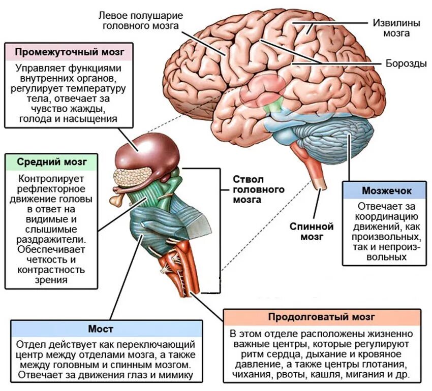 Функции различных отделов. Отделы головного мозга и их функции. Строение головного мозга основные отделы и их функции. За что отвечают отделы головного мозга таблица. Отделы головного мозга структуры отделов функции.