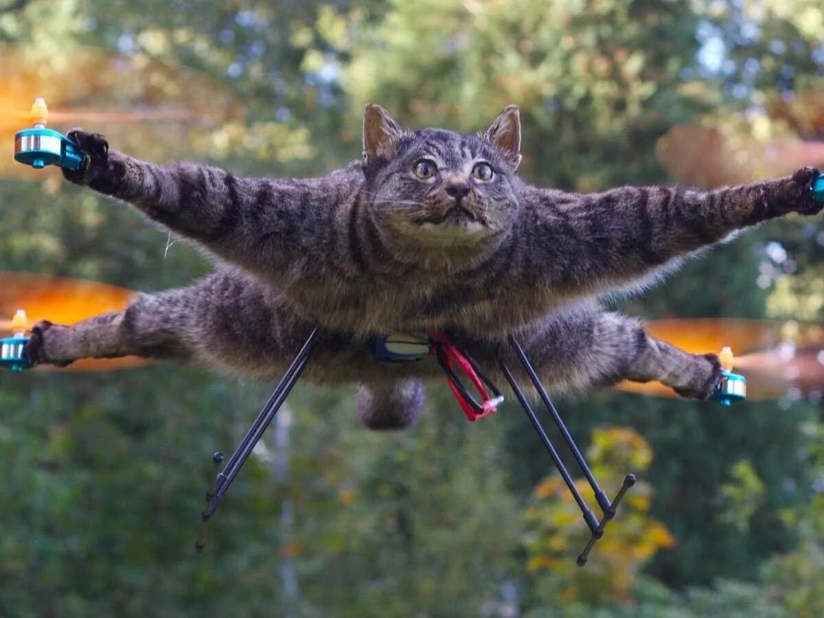 Коты полетели. Кот летит. Кот квадрокоптер. Квадрокоптер из кота. Летающий котик.