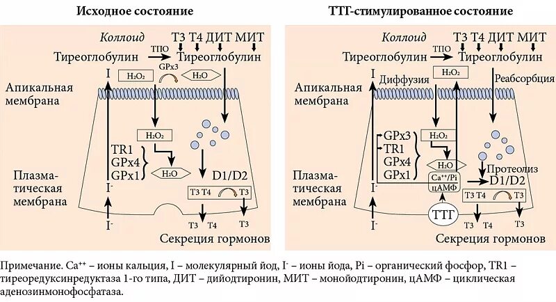 Участвуют в синтезе гормонов. Синтез тиреоидных гормонов щитовидной железы схема. Метаболизм тиреоидных гормонов схема. Схема синтеза тиреоидных гормонов. Синтез тиреоидных гормонов биохимия.