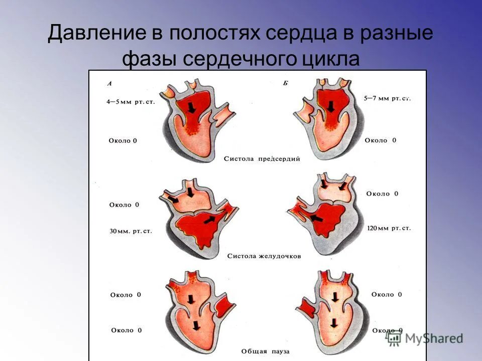 Изменение объема и давления крови в полостях сердца в разные фазы. Давление крови в полостях сердца в различные фазы сердечного цикла. Давление в полостях сердца в разные фазы сердечного цикла. Внутрисердечная гемодинамика в фазах сердечного цикла.
