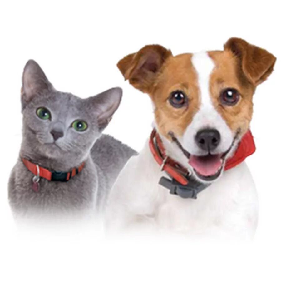 Pets википедия. Pet Supplies. Kinito Pet. Darling Pet Pet Supplies. Pet Supplies &amp; Pet.