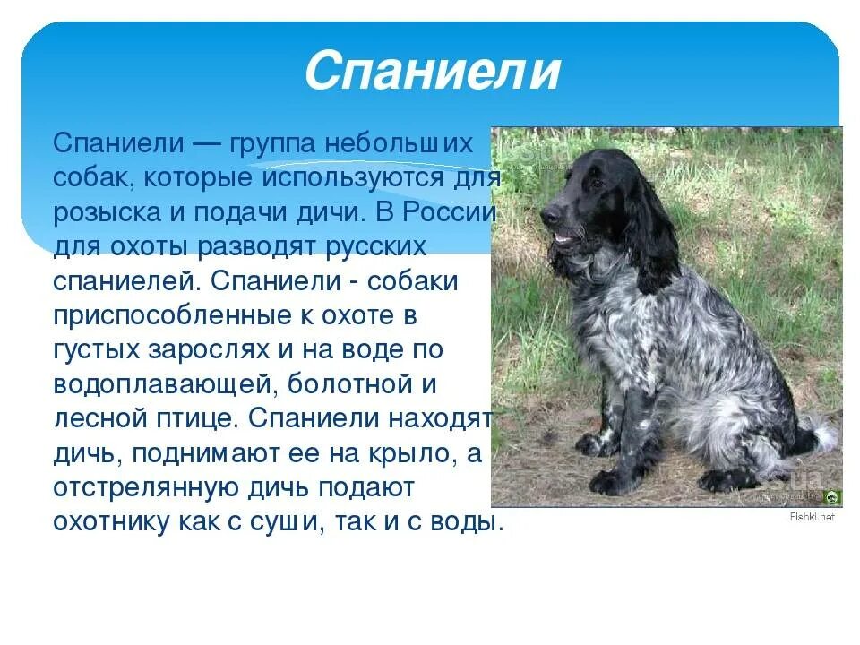Описание собаки породы английский кокер спаниель. Характеристика собак породы спаниель. Кокер спаниель о породе и характере. Русский кокер спаниель. Сообщение о породе кокер спаниель.