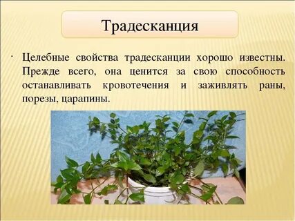 Традесканция приметы