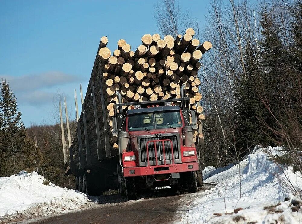 Перегруз грузового автомобиля 2024. Перегрузил КАМАЗ лесовоз. Лесовоз на дороге. Перегруженный самосвал. Грузовик с деревом.