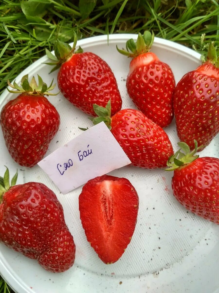 земляника садовая р9 заря. самый вкусный сорт клубники. сорт виктории первоклассница. самый вкусный сорт клубники. самый вкусный сорт клубники.