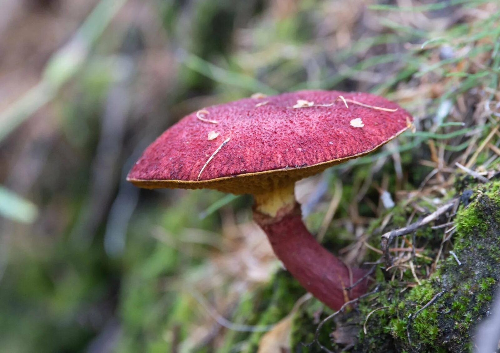 Моховик красный (boletus rubellus). Гриб моховик красный. Красный маховик. Моховик красный (boletus rubellus). Гриб моховик красный съедобный.