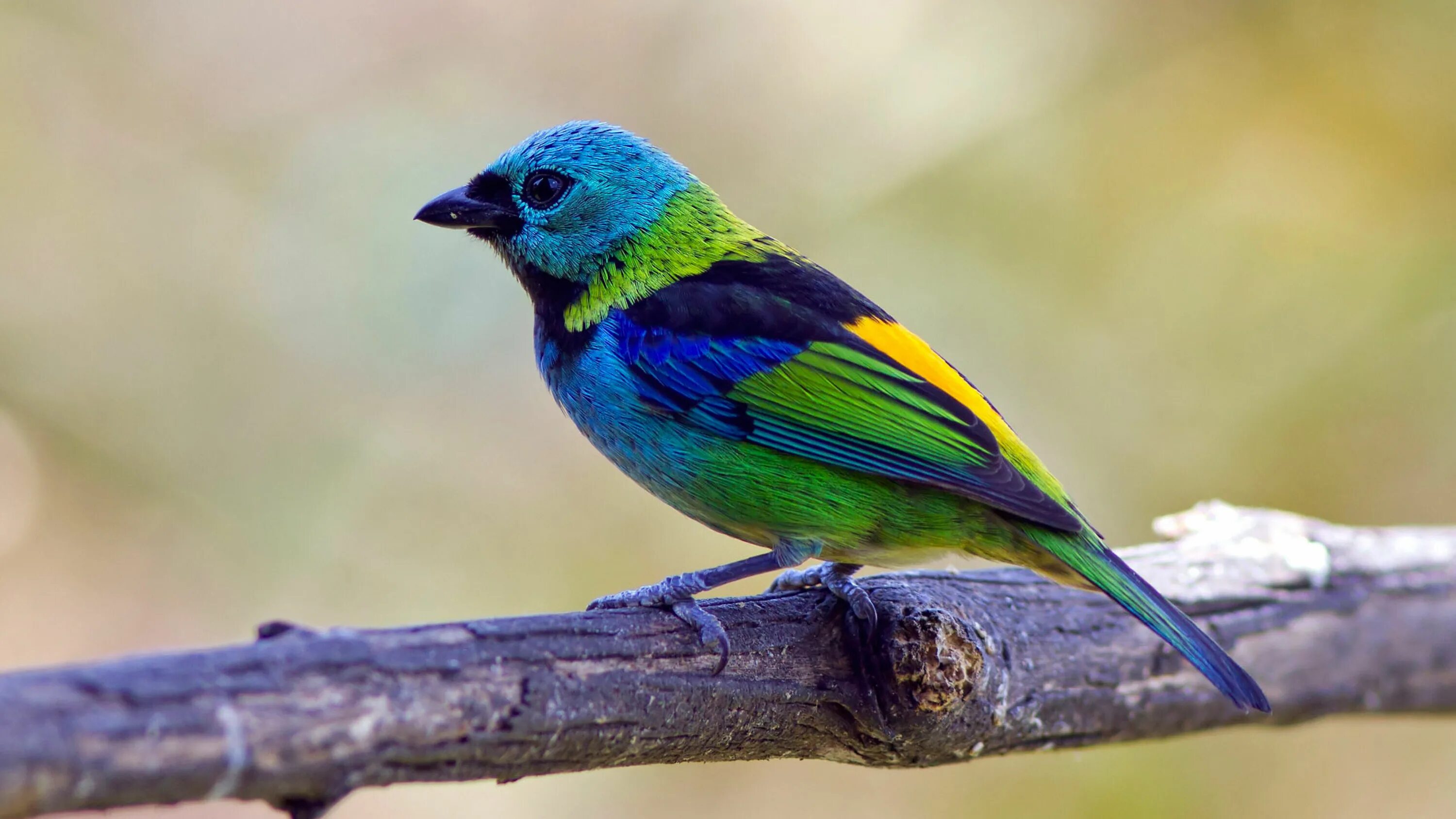 Nice birds. Райская танагра птица. Семицветная танагра. Берилловая танагра. Синешапочная танагра.