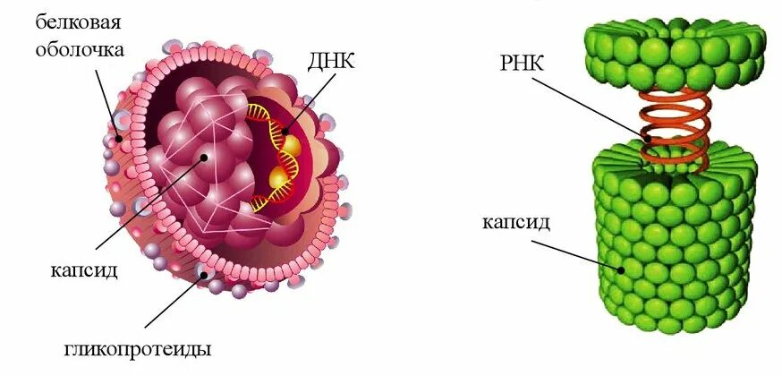 Вич структура вириона. Вич возбудитель рнк содержащий вирус. Капсид рнк вируса. Оболочка вирусов состоит из. Вирус вич.