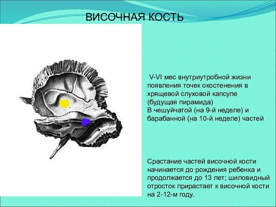 Пирамида височной кости на черепе. Пирамида височной кости анатомия. Развитие височной кости. Каменистая часть височной кости.